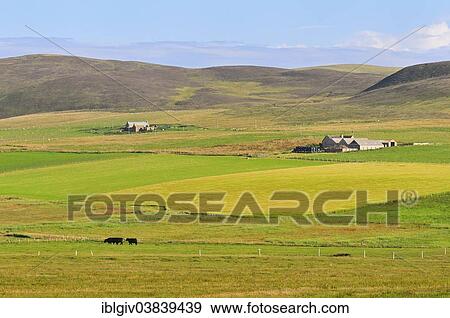 "Landscape with a farm, Yesnaby, Mainland, Orkney, Scotland, United Kingdom, Europe" View Large Photo Image Stock Photo - "Landscape with a farm, Yesnaby, Mainland, Orkney, Scotland, United Kingdom, Europe". Fotosearch