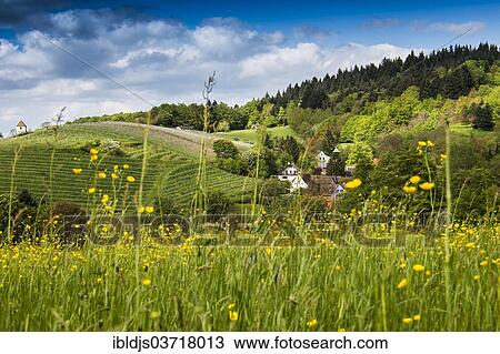 "Landscape with a flower meadow and a small village, Sulzburg, Baden-Wurttemberg, Germany, Europe" View Large Photo Image Stock Image - "Landscape with a flower meadow and a small village, Sulzburg, Baden-Wurttemberg, Germany, Europe". Fotosearch