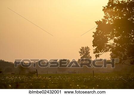 "Landscape with an old oak tree (Quercus) in the evening light in a field near Potsdam-Paaren, Havelland region, Brandenburg, Germany, Europe" View Large Photo Image Stock Image - "Landscape with an old oak tree (Quercus) in the evening light in a field near Potsdam-Paaren, Havelland region, Brandenburg, Germany, Europe". Fotosearch
