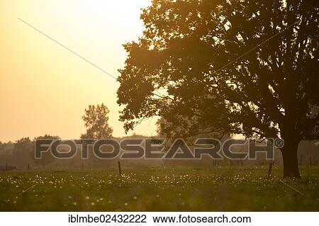 "Landscape with an old oak tree (Quercus) in the evening light, in a field near Potsdam-Paaren, Havelland region, Brandenburg, Germany, Europe" View Large Photo Image Stock Image - "Landscape with an old oak tree (Quercus) in the evening light, in a field near Potsdam-Paaren, Havelland region, Brandenburg, Germany, Europe". Fotosearch