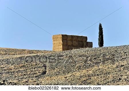 Stock Image - "Landscape with bales of straw and a cypress tree, south of Siena, Crete Senesi, Tuscany, Italy, Europe". Fotosearch