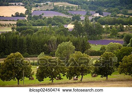 Picture - "Landscape with blooming fields of Lavender (Lavandula angustifolia), Vaucluse, Provence-Alpes-Cote d'Azur, Southern France, France, Europe, PublicGround, Europe". Fotosearch