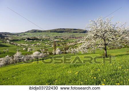 "Landscape with blossoming cherry trees, Eggenertal valley, near Schliengen, Baden-Wurttemberg, Germany, Europe" View Large Photo Image Stock Image - "Landscape with blossoming cherry trees, Eggenertal valley, near Schliengen, Baden-Wurttemberg, Germany, Europe". Fotosearch