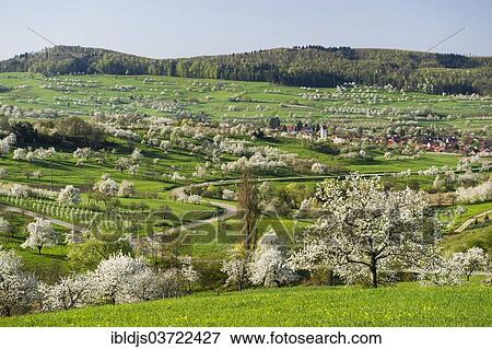 "Landscape with blossoming cherry trees, Eggenertal valley, near Schliengen, Baden-Wurttemberg, Germany, Europe" View Large Photo Image Stock Photo - "Landscape with blossoming cherry trees, Eggenertal valley, near Schliengen, Baden-Wurttemberg, Germany, Europe". Fotosearch