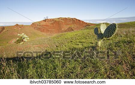 "Landscape with cactus, Maui, Hawaii, USA" View Large Photo Image Stock Image - "Landscape with cactus, Maui, Hawaii, USA". Fotosearch