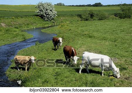 Picture - "Landscape with cattle on pasture, Jarrestad, Sweden, Europe". Fotosearch