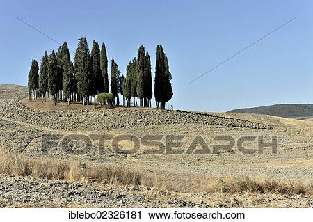 "Landscape with cypress trees, south of Siena, Crete Senesi, Tuscany, Italy, Europe" View Large Photo Image Stock Image - "Landscape with cypress trees, south of Siena, Crete Senesi, Tuscany, Italy, Europe". Fotosearch