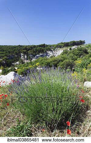 "Landscape with flowering lavender, poppies and gorse, Brac, Dalmatia, Croatia, Europe" View Large Photo Image Stock Image - "Landscape with flowering lavender, poppies and gorse, Brac, Dalmatia, Croatia, Europe". Fotosearch