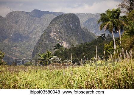"Landscape with Karst mountains and the cultivation of tobacco, Valle de Vinales, Pinar del Rio Province, Cuba, North America" View Large Photo Image Stock Photo - "Landscape with Karst mountains and the cultivation of tobacco, Valle de Vinales, Pinar del Rio Province, Cuba, North America". Fotosearch