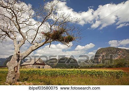 "Landscape with Karst mountains and the cultivation of tobacco, Valle de Vinales, Pinar del Rio Province, Cuba, North America" View Large Photo Image Stock Photography - "Landscape with Karst mountains and the cultivation of tobacco, Valle de Vinales, Pinar del Rio Province, Cuba, North America". Fotosearch