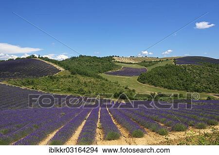 Picture - "Landscape with lavender fields, Provence, Region Provence-Alpes-Cote d? ÇÖAzur, France, Europe". Fotosearch