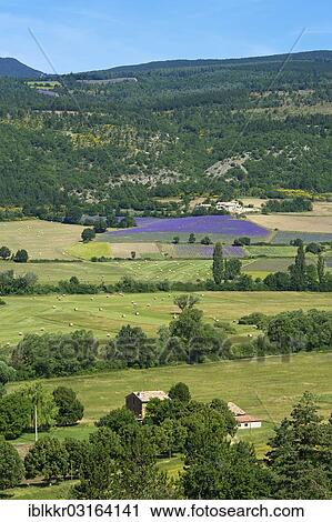 Stock Image - "Landscape with lavender fields, Sault, Provence, Region Provence-Alpes-Cote d? ÇÖAzur, France, Europe". Fotosearch