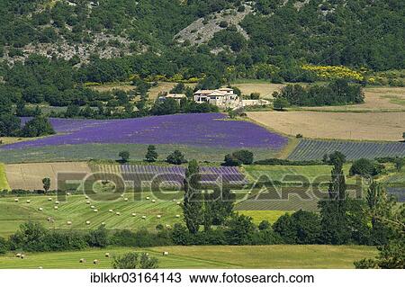 "Landscape with lavender fields, Sault, Provence, Region Provence-Alpes-Cote d? ÇÖAzur, France, Europe" View Large Photo Image Stock Image - "Landscape with lavender fields, Sault, Provence, Region Provence-Alpes-Cote d? ÇÖAzur, France, Europe". Fotosearch