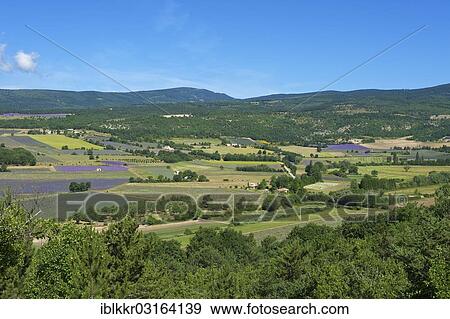 Stock Photo - "Landscape with lavender fields, Sault, Provence, Region Provence-Alpes-Cote d? ÇÖAzur, France, Europe". Fotosearch