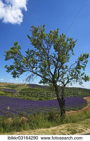 "Landscape with lavender fields, Provence, Region Provence-Alpes-Cote d? ÇÖAzur, France, Europe" View Large Photo Image Stock Image - "Landscape with lavender fields, Provence, Region Provence-Alpes-Cote d? ÇÖAzur, France, Europe". Fotosearch