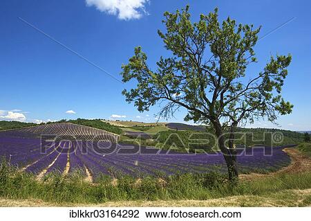 Stock Image - "Landscape with lavender fields, Provence, Region Provence-Alpes-Cote d? ÇÖAzur, France, Europe". Fotosearch