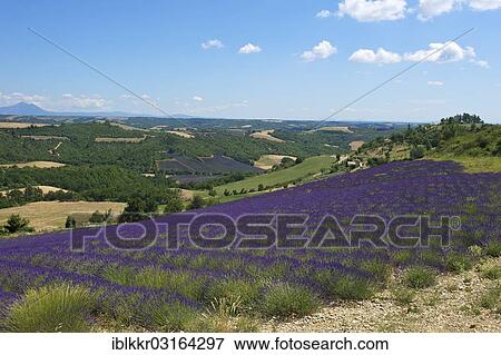 "Landscape with lavender fields, Provence, Region Provence-Alpes-Cote d? ÇÖAzur, France, Europe" View Large Photo Image Stock Photo - "Landscape with lavender fields, Provence, Region Provence-Alpes-Cote d? ÇÖAzur, France, Europe". Fotosearch