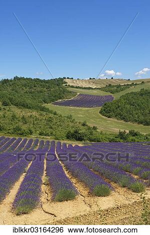 Stock Photograph - "Landscape with lavender fields, Provence, Region Provence-Alpes-Cote d? ÇÖAzur, France, Europe". Fotosearch