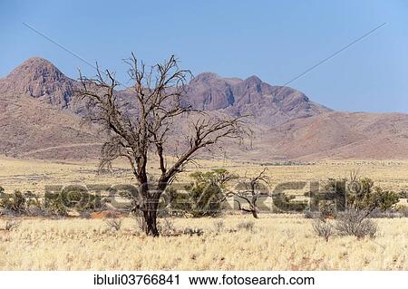 "Landscape with leafless tree, dry grass and mountains, Hardap Region, Namibia, Africa" View Large Photo Image Stock Image - "Landscape with leafless tree, dry grass and mountains, Hardap Region, Namibia, Africa". Fotosearch