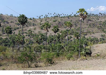 Stock Photo - "Landscape with Palmyra Palms (Borassus flabellifer) and shrubbery, Komodo National Park, Unesco World Heritage Site, Komodo Island, Lesser Sunda Islands, Indonesia, Asia". Fotosearch