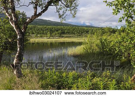 "Landscape with pond in the mountain tundra, Dovrefjell, Dovrefjell-Sunndalsfjella-Nationalpark, Europastrasse E6, Oppland, Eastern Norway, Norway, Europe" View Large Photo Image Stock Photo - "Landscape with pond in the mountain tundra, Dovrefjell, Dovrefjell-Sunndalsfjella-Nationalpark, Europastrasse E6, Oppland, Eastern Norway, Norway, Europe". Fotosearch