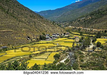 "Landscape with rice paddies in the Thimphu Valley, Thimphu, Bhutan, Asia" View Large Photo Image Stock Photograph - "Landscape with rice paddies in the Thimphu Valley, Thimphu, Bhutan, Asia". Fotosearch