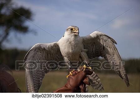 Lanner Falcon (Falco biarmicus) on a falconer's glove View Large Photo Image Stock Photo - Lanner Falcon (Falco biarmicus) on a falconer's glove. Fotosearch