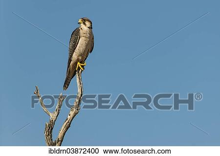 "Lanner Falcon (Falco biarmicus), Kgalagadi Transfrontier Park, North Cape, South Africa, Africa" View Large Photo Image Stock Image - "Lanner Falcon (Falco biarmicus), Kgalagadi Transfrontier Park, North Cape, South Africa, Africa". Fotosearch