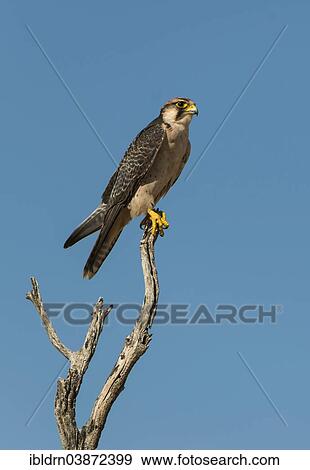 "Lanner Falcon (Falco biarmicus), Kgalagadi Transfrontier Park, North Cape, South Africa, Africa" View Large Photo Image Stock Photo - "Lanner Falcon (Falco biarmicus), Kgalagadi Transfrontier Park, North Cape, South Africa, Africa". Fotosearch