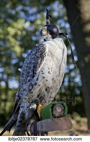Stock Photo - "Lanner Falcon (Falco biarmicus), female, with a falcon hood". Fotosearch