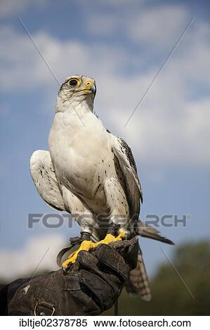 "Lanner Falcon (Falco biarmicus), female, perched a falconer's glove" View Large Photo Image Stock Photography - "Lanner Falcon (Falco biarmicus), female, perched a falconer's glove". Fotosearch