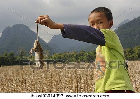 "Laotian boy holding a rat by its tail, karst mountains at back, near Vang Vieng, Vientiane Province, Laos, Asia" View Large Photo Image Stock Photo - "Laotian boy holding a rat by its tail, karst mountains at back, near Vang Vieng, Vientiane Province, Laos, Asia". Fotosearch