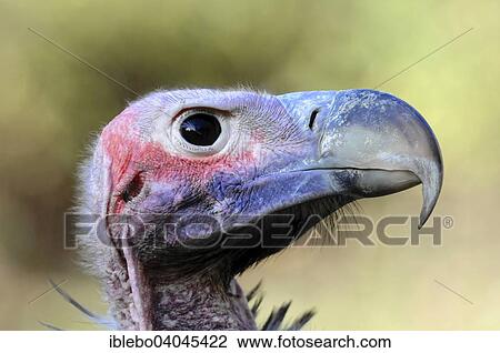 "Lappet-faced Vulture (Aegypius tracheliotus syn Torgos tracheliotus), captive, Baden-Wurttemberg, Germany, Europe" View Large Photo Image Stock Image - "Lappet-faced Vulture (Aegypius tracheliotus syn Torgos tracheliotus), captive, Baden-Wurttemberg, Germany, Europe". Fotosearch