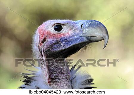 "Lappet-faced Vulture (Aegypius tracheliotus syn Torgos tracheliotus), captive, Baden-Wurttemberg, Germany, Europe" View Large Photo Image Stock Image - "Lappet-faced Vulture (Aegypius tracheliotus syn Torgos tracheliotus), captive, Baden-Wurttemberg, Germany, Europe". Fotosearch