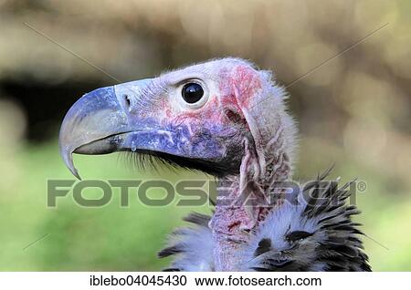 "Lappet-faced Vulture (Aegypius tracheliotus syn Torgos tracheliotus), captive, Baden-Wurttemberg, Germany, Europe" View Large Photo Image Stock Image - "Lappet-faced Vulture (Aegypius tracheliotus syn Torgos tracheliotus), captive, Baden-Wurttemberg, Germany, Europe". Fotosearch