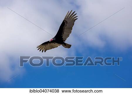 "Lappet-faced Vulture (Aegypius tracheliotus, Torgos tracheliotus), Sancti Spiritus Province, Cuba, North America" View Large Photo Image Stock Photo - "Lappet-faced Vulture (Aegypius tracheliotus, Torgos tracheliotus), Sancti Spiritus Province, Cuba, North America". Fotosearch