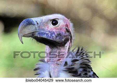 "Lappet-faced Vulture (Aegypius tracheliotus syn Torgos tracheliotus), captive, Baden-Wurttemberg, Germany, Europe" View Large Photo Image Stock Photo - "Lappet-faced Vulture (Aegypius tracheliotus syn Torgos tracheliotus), captive, Baden-Wurttemberg, Germany, Europe". Fotosearch