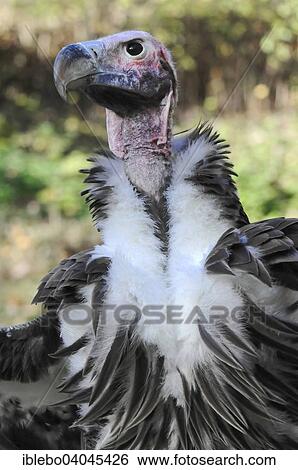 "Lappet-faced Vulture (Aegypius tracheliotus syn Torgos tracheliotus), captive, Baden-Wurttemberg, Germany, Europe" View Large Photo Image Stock Photograph - "Lappet-faced Vulture (Aegypius tracheliotus syn Torgos tracheliotus), captive, Baden-Wurttemberg, Germany, Europe". Fotosearch
