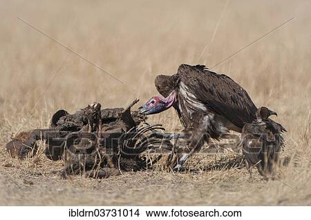 "Lappet-faced Vulture or Nubian Vulture (Torgos tracheliotus) with Cape Vultures (Gyps coprotheres) feeding on a carcass, North-West District, Botswana, Africa" View Large Photo Image Picture - "Lappet-faced Vulture or Nubian Vulture (Torgos tracheliotus) with Cape Vultures (Gyps coprotheres) feeding on a carcass, North-West District, Botswana, Africa". Fotosearch