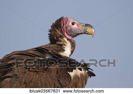 "Lappet-faced Vulture or Nubian Vulture (Torgos tracheliotus), Kenya, Africa" View Large Photo Image Stock Image - "Lappet-faced Vulture or Nubian Vulture (Torgos tracheliotus), Kenya, Africa". Fotosearch