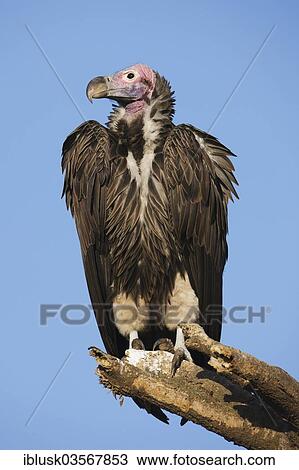 "Lappet-faced Vulture or Nubian Vulture (Torgos tracheliotus), Serengeti, Tanzania, Africa" View Large Photo Image Stock Image - "Lappet-faced Vulture or Nubian Vulture (Torgos tracheliotus), Serengeti, Tanzania, Africa". Fotosearch