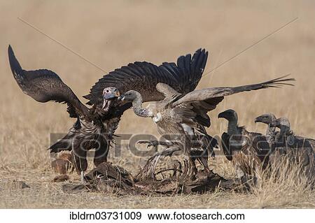 "Lappet-faced Vulture or Nubian Vulture (Torgos tracheliotus) fighting with Cape Vultures (Gyps coprotheres) over a carcass, North-West District, Botswana, Africa" View Large Photo Image Stock Photo - "Lappet-faced Vulture or Nubian Vulture (Torgos tracheliotus) fighting with Cape Vultures (Gyps coprotheres) over a carcass, North-West District, Botswana, Africa". Fotosearch