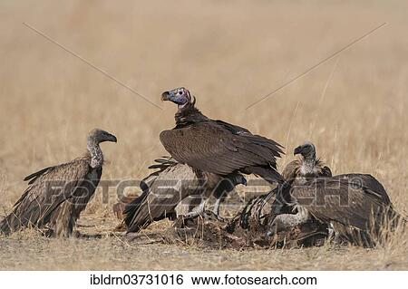 Stock Photograph - "Lappet-faced Vulture or Nubian Vulture (Torgos tracheliotus) with Cape Vultures (Gyps coprotheres) feeding on a carcass, North-West District, Botswana, Africa". Fotosearch