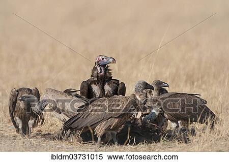 "Lappet-faced Vulture or Nubian Vulture (Torgos tracheliotus) with Cape Vultures (Gyps coprotheres) feeding on a carcass, North-West District, Botswana, Africa" View Large Photo Image Stock Photography - "Lappet-faced Vulture or Nubian Vulture (Torgos tracheliotus) with Cape Vultures (Gyps coprotheres) feeding on a carcass, North-West District, Botswana, Africa". Fotosearch