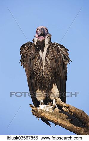 "Lappet-faced Vulture or Nubian Vulture (Torgos tracheliotus), Serengeti National Park, Serengeti, Tanzania, Africa" View Large Photo Image Stock Photography - "Lappet-faced Vulture or Nubian Vulture (Torgos tracheliotus), Serengeti National Park, Serengeti, Tanzania, Africa". Fotosearch
