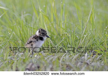 "Lapwing, Northern Lapwing or Green Plover (Vanellus vanellus), chick, Haren, Emsland, Lower Saxony, Germany, Europe" View Large Photo Image Stock Image - "Lapwing, Northern Lapwing or Green Plover (Vanellus vanellus), chick, Haren, Emsland, Lower Saxony, Germany, Europe". Fotosearch
