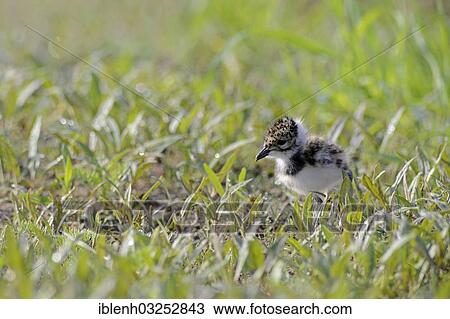 Stock Image - "Lapwing, Northern Lapwing or Green Plover (Vanellus vanellus), chick, Haren, Emsland, Lower Saxony, Germany, Europe". Fotosearch