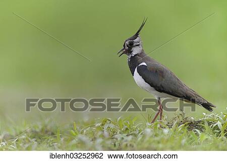 "Lapwing, Northern Lapwing or Green Plover (Vanellus vanellus), Haren, Emsland, Lower Saxony, Germany, Europe" View Large Photo Image Stock Image - "Lapwing, Northern Lapwing or Green Plover (Vanellus vanellus), Haren, Emsland, Lower Saxony, Germany, Europe". Fotosearch