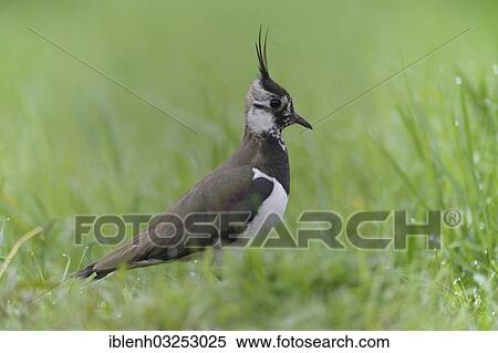 "Lapwing, Northern Lapwing or Green Plover (Vanellus vanellus), Haren, Emsland, Lower Saxony, Germany, Europe" View Large Photo Image Stock Photography - "Lapwing, Northern Lapwing or Green Plover (Vanellus vanellus), Haren, Emsland, Lower Saxony, Germany, Europe". Fotosearch
