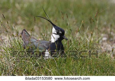 "Lapwing (Vanellus vanellus) breeding on a meadow, Illmitz, Burgenland, Austria, Europe" View Large Photo Image Stock Image - "Lapwing (Vanellus vanellus) breeding on a meadow, Illmitz, Burgenland, Austria, Europe". Fotosearch